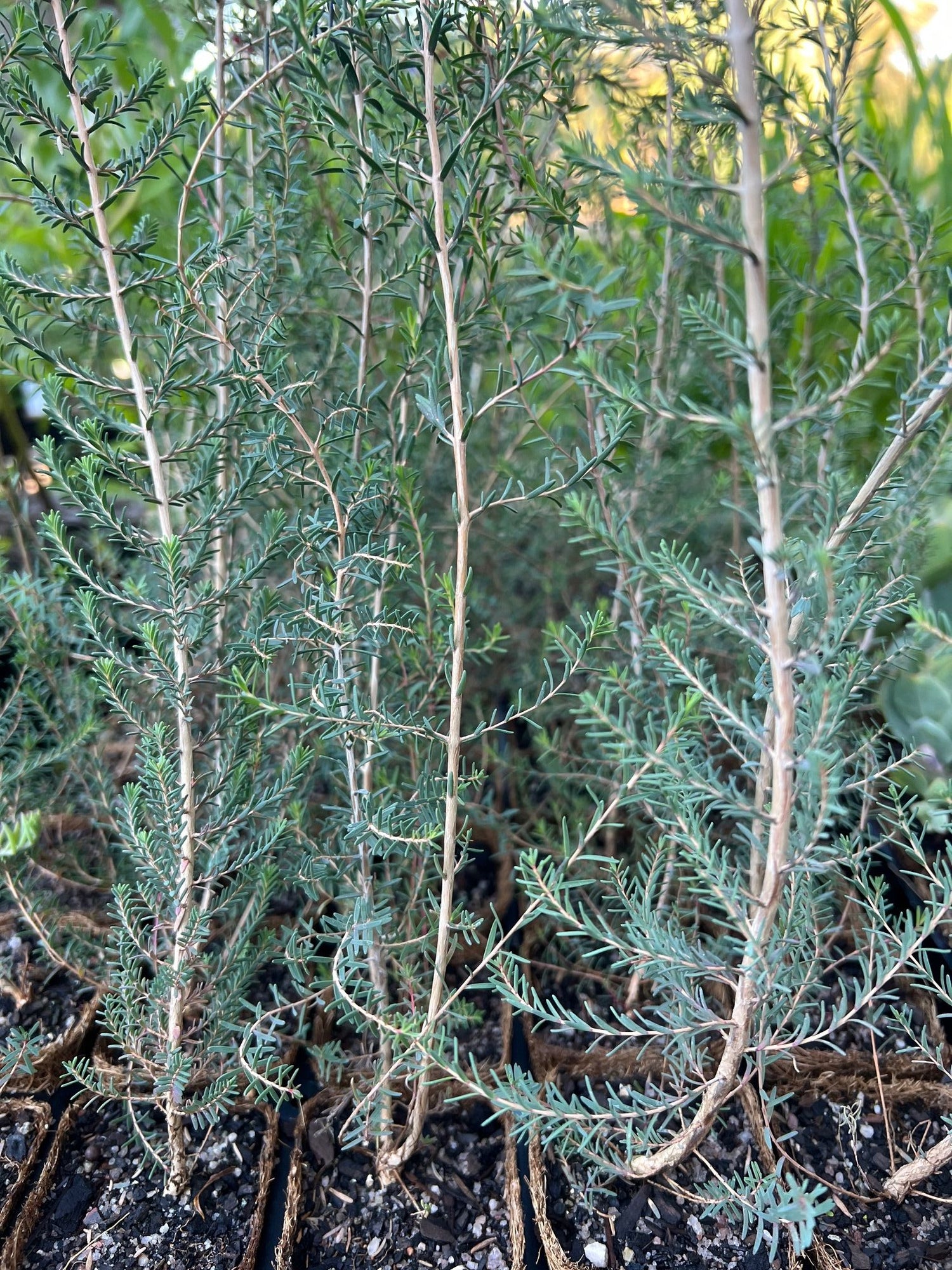 Melaleuca cuticularis