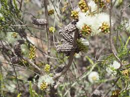 Melaleuca eleuterostachya