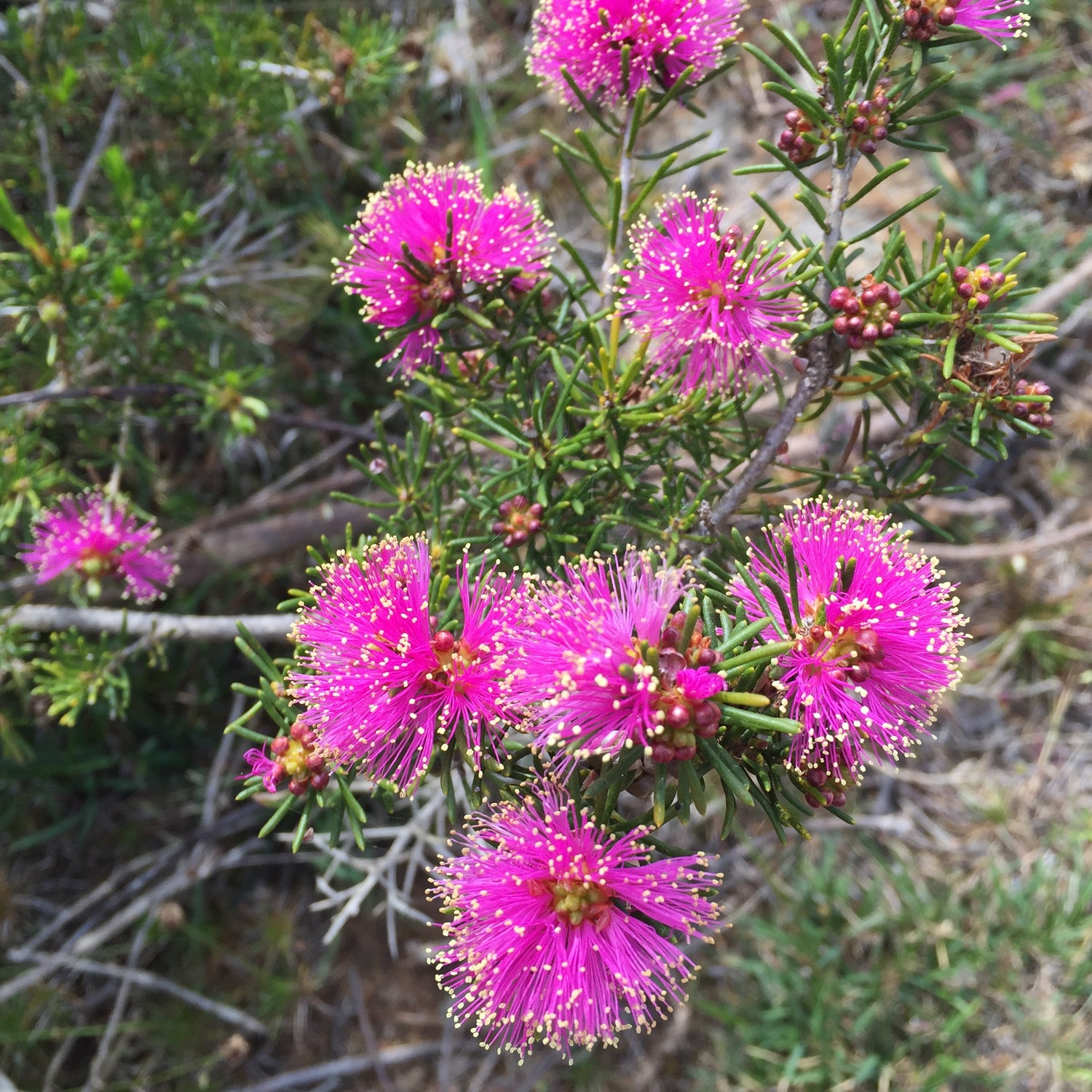 Melaleuca Flowers