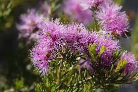 Melaleuca seriata flowers