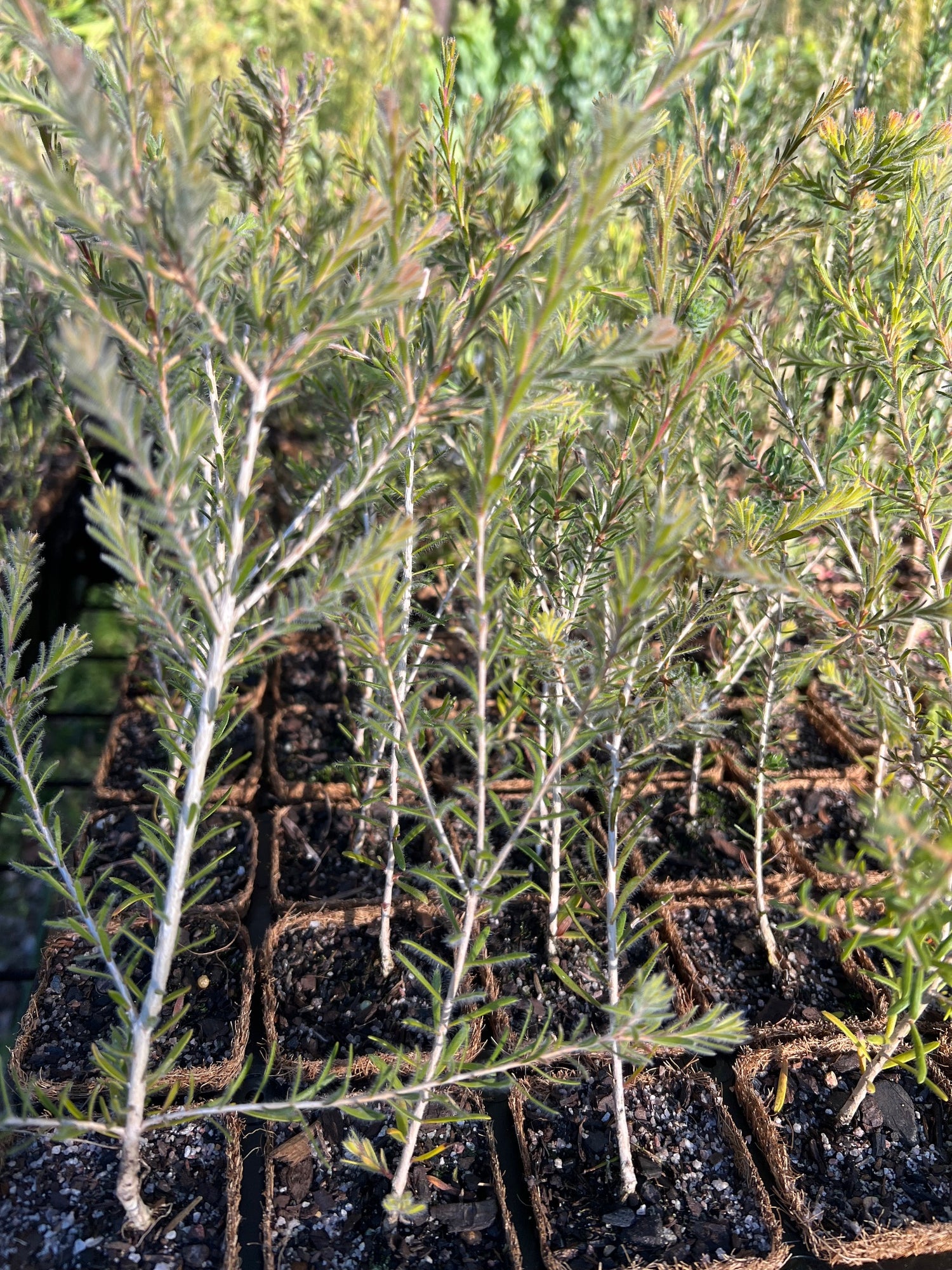Melaleuca seriata in coir