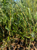 Melaleuca stereophloia in Coir