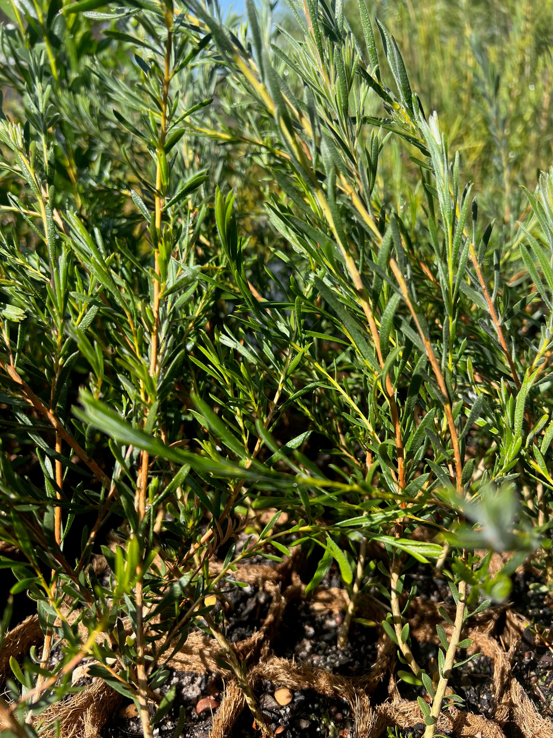 Melaleuca stereophloia in Coir