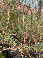 Melaleuca pauciflora in coir