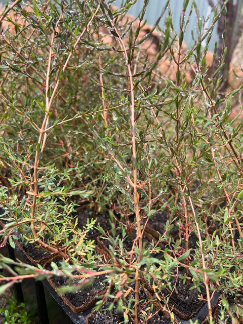 Melaleuca pauciflora in coir