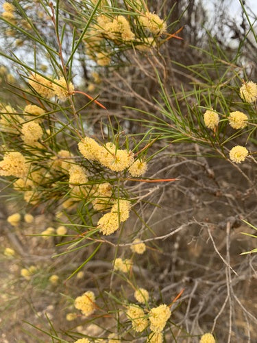 Melaleuca atroviridis