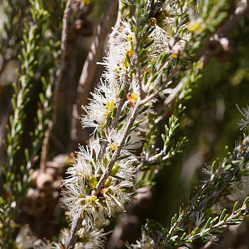 Melaleuca brevifolia