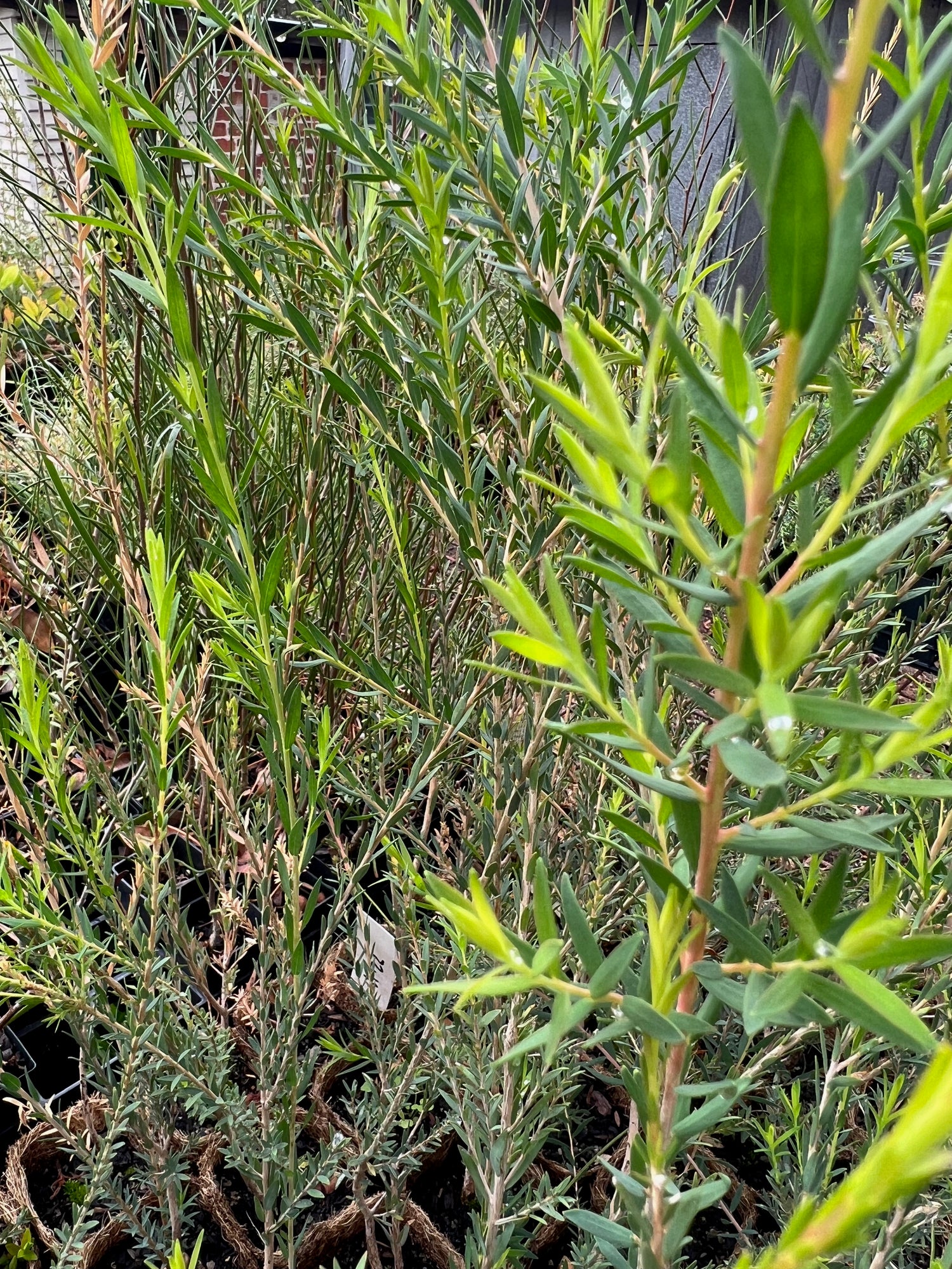 Scarlet Honey Myrtle