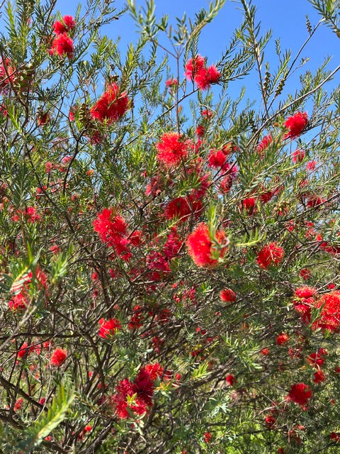Scarlet Honey Myrtle | Melaleuca fulgens