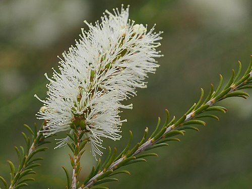 Creekline Honey Myrtle | Melaleuca hamulosa