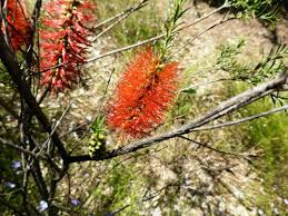 Robin Redbreast Bush | Melaleuca lateritia