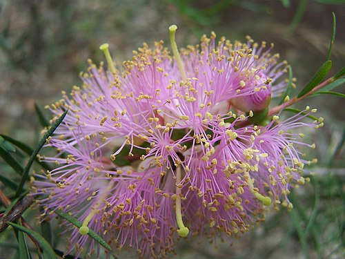 Graceful Honey Myrtle | Melaleuca radula