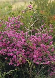 Melaleuca subtrigona