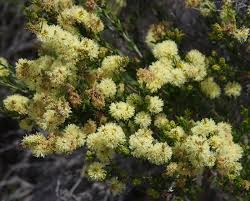 Sand Wattle Myrtle | Melaleuca thymoides