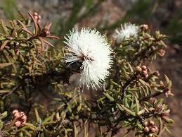 Melaleuca torquata