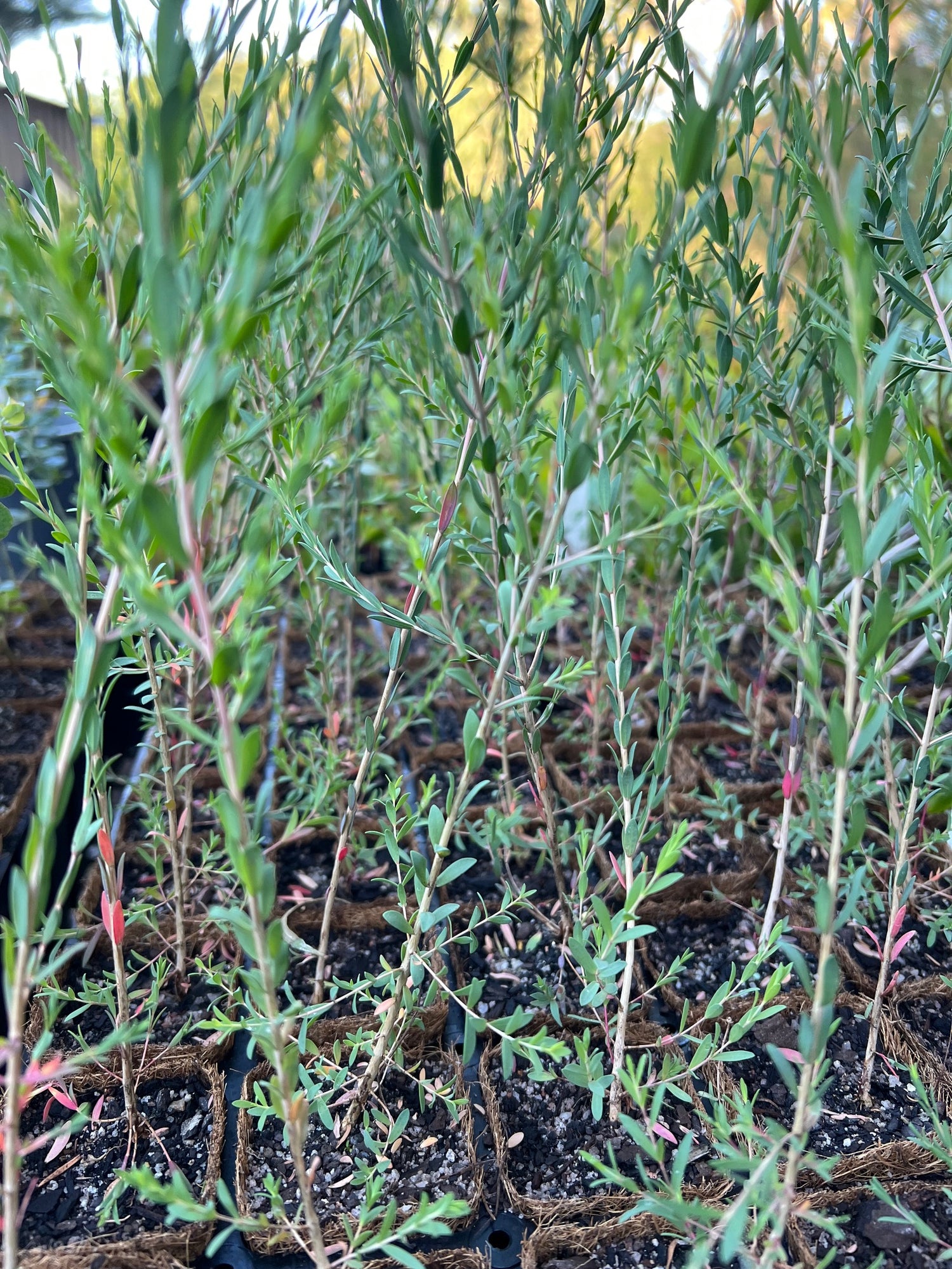 Mohan | Melaleuca viminea