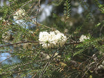 Mohan (Melaleuca viminea)