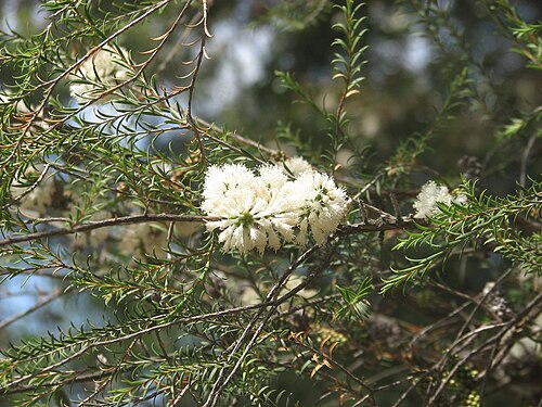 Mohan (Melaleuca viminea)
