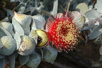 Mottlecah (Eucalyptus macrocarpa)