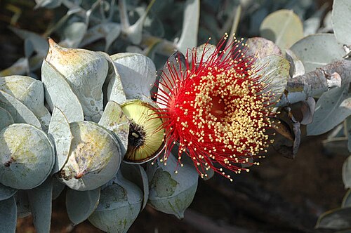 Mottlecah (Eucalyptus macrocarpa)