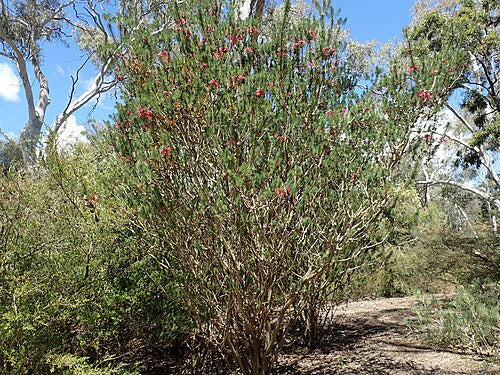 Mouse Ears (Calothamnus rupestris)