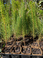 Mouse Ears in Coir (Calothamnus rupestris)