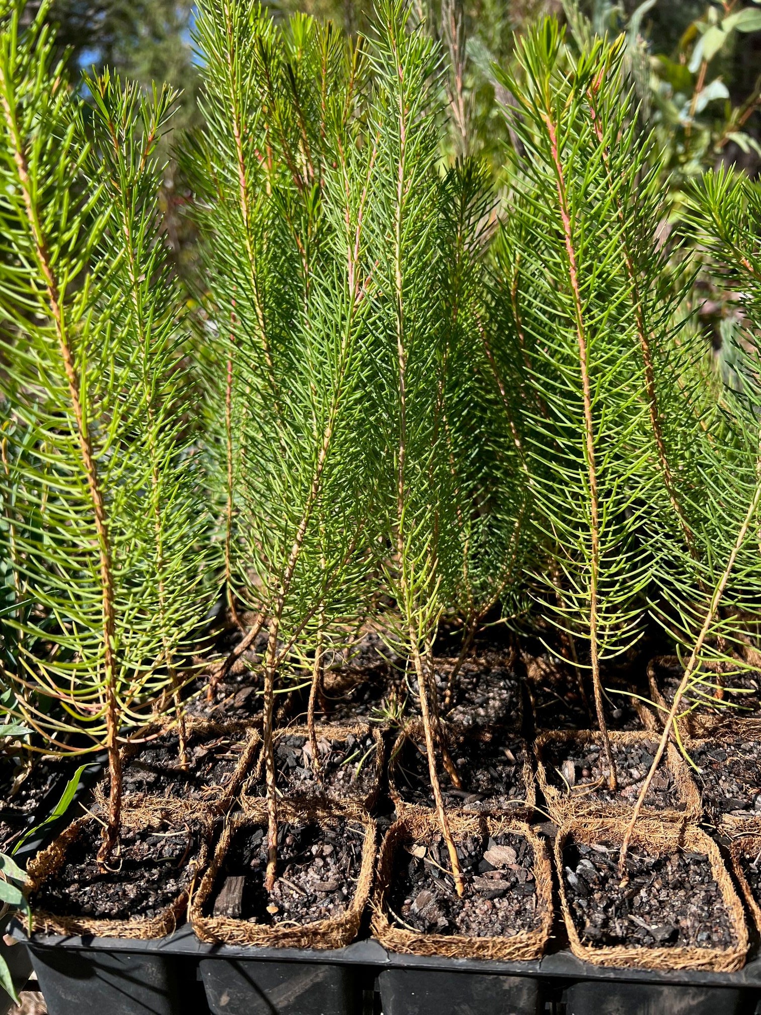 Mouse Ears in Coir (Calothamnus rupestris)