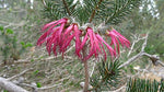 Mouse Ears Flowers (Calothamnus rupestris)