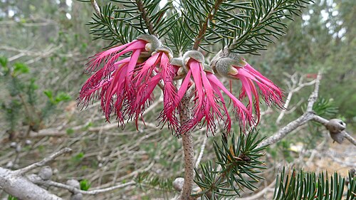 Mouse Ears Flowers (Calothamnus rupestris)