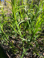 Narrow Winged Wattle in coir (Acacia stenoptera)