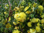 Narrow Winged Wattle (Acacia stenoptera)