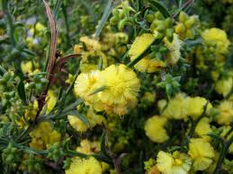Narrow Winged Wattle (Acacia stenoptera)