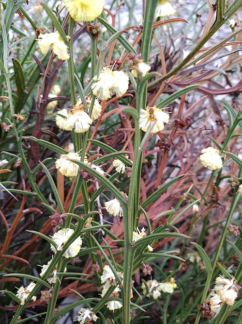 Narrow Winged Wattle Flowers (Acacia stenoptera)