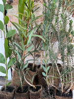 Native Plants in Coir Tubes