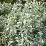 Old Man Saltbush (Atriplex nummularia)