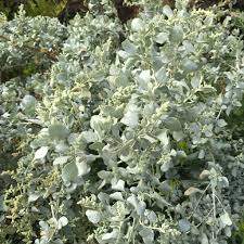 Old Man Saltbush (Atriplex nummularia)