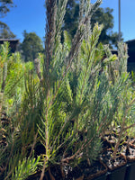 One Sided Bottlebrush (Calothamnus quadrifidus)