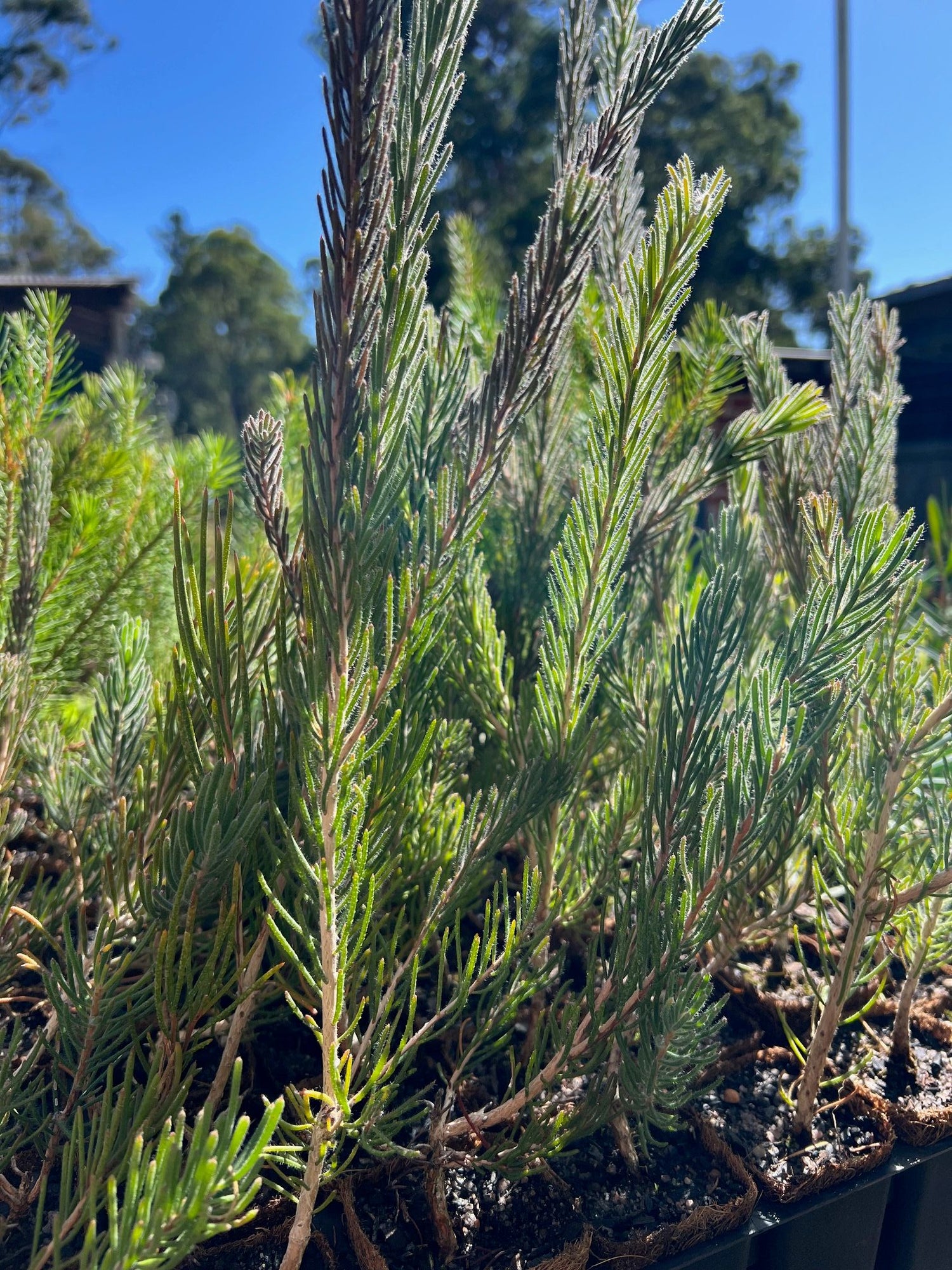 One Sided Bottlebrush (Calothamnus quadrifidus)