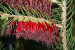 One sided Bottlebrush (Calothamnus quadrifidus)