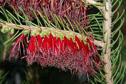 One sided Bottlebrush (Calothamnus quadrifidus)