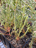 Orange Flowered Eremaea in Coir (Eremaea pauciflora)