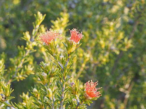 Orange Flowered Eremaea flower (Eremaea pauciflora)