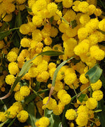 Orange Wattle Flowers (Acacia saligna)