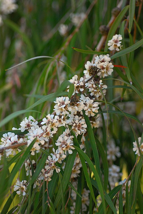 Peppermint (Agonis flexuosa)
