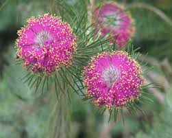 Flower of Pretty Honey Myrtle (Melaleuca trichophylla)