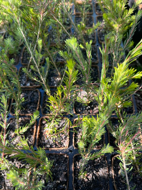 Pretty Honey Myrtle in coir (Melaleuca trichophylla)
