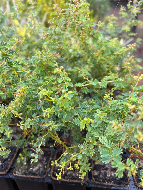 Prickly Moses in Coir (Acacia pulchella)