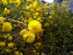 Prickly Moses (Acacia pulchella)