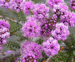 Purple Kunzea (Kunzea recurva)