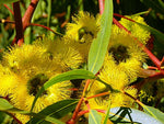 Red Capped Gum Flowers (Eucalyptus erythrocorys)